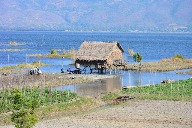 Champs aux abords du Lac Inle