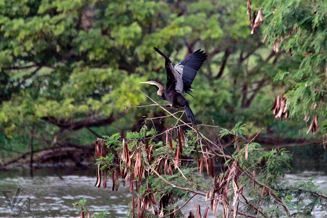 Darter ready to take off Darter ready to take off