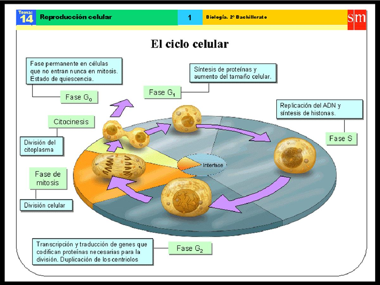 Explicacion De Las Fases Del Ciclo Celular Consejos Celulares