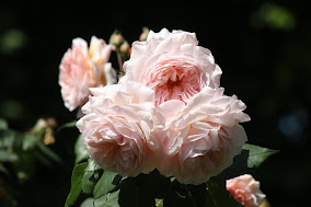 A Shropshire Lad