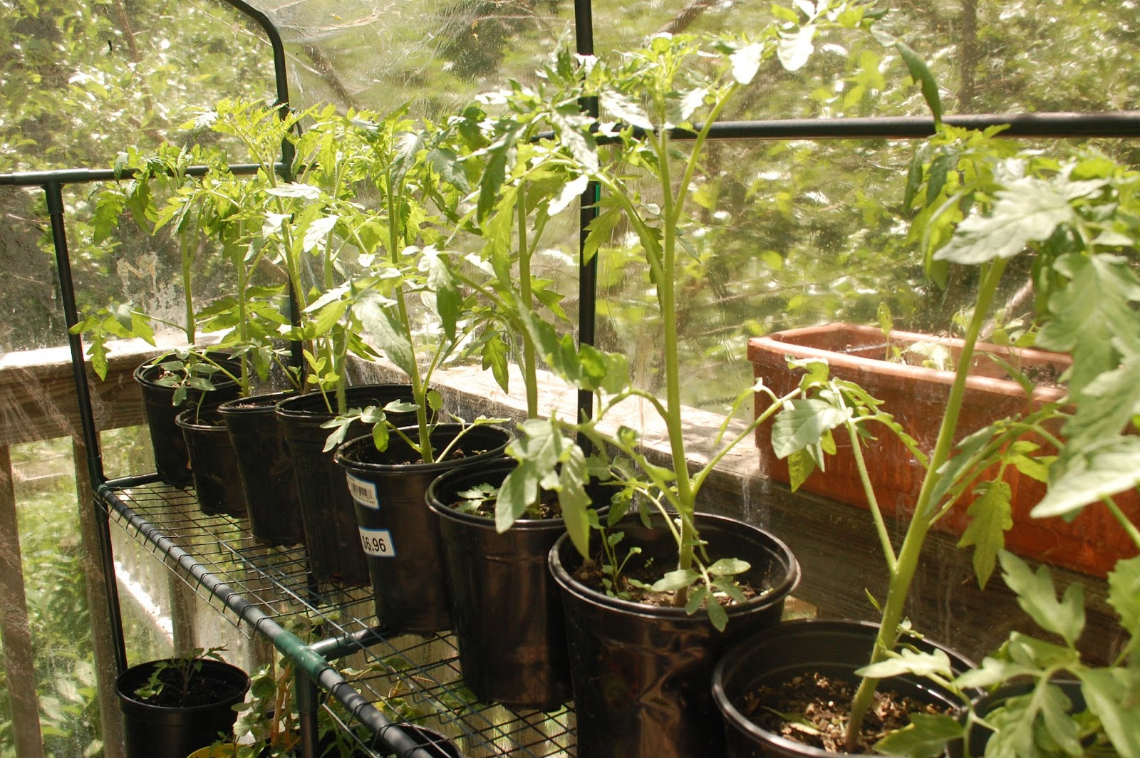 Sprouts Growing Tomatoes in the Little Greenhouse