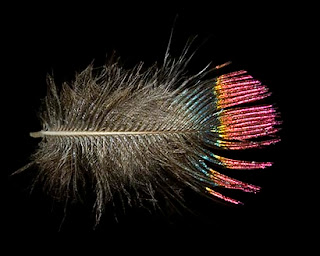 hummingbird feather