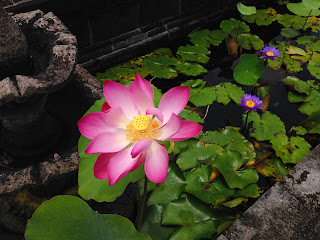 Lotus Flower Blossom In The Pond