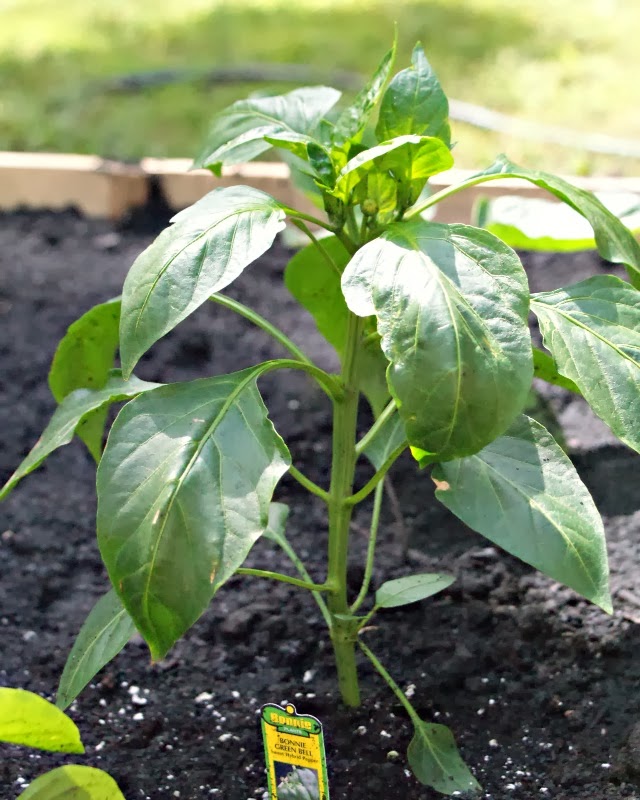 Growing Bell Peppers The Two Bite Club