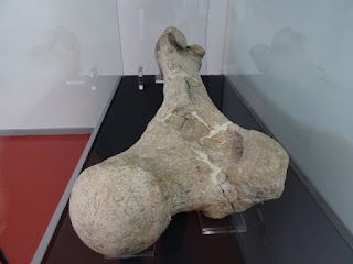 Restos de Palaeoloxodon antiquus