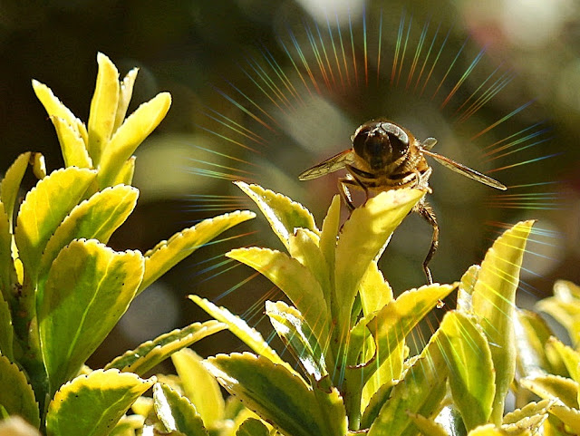 A hover fly landing