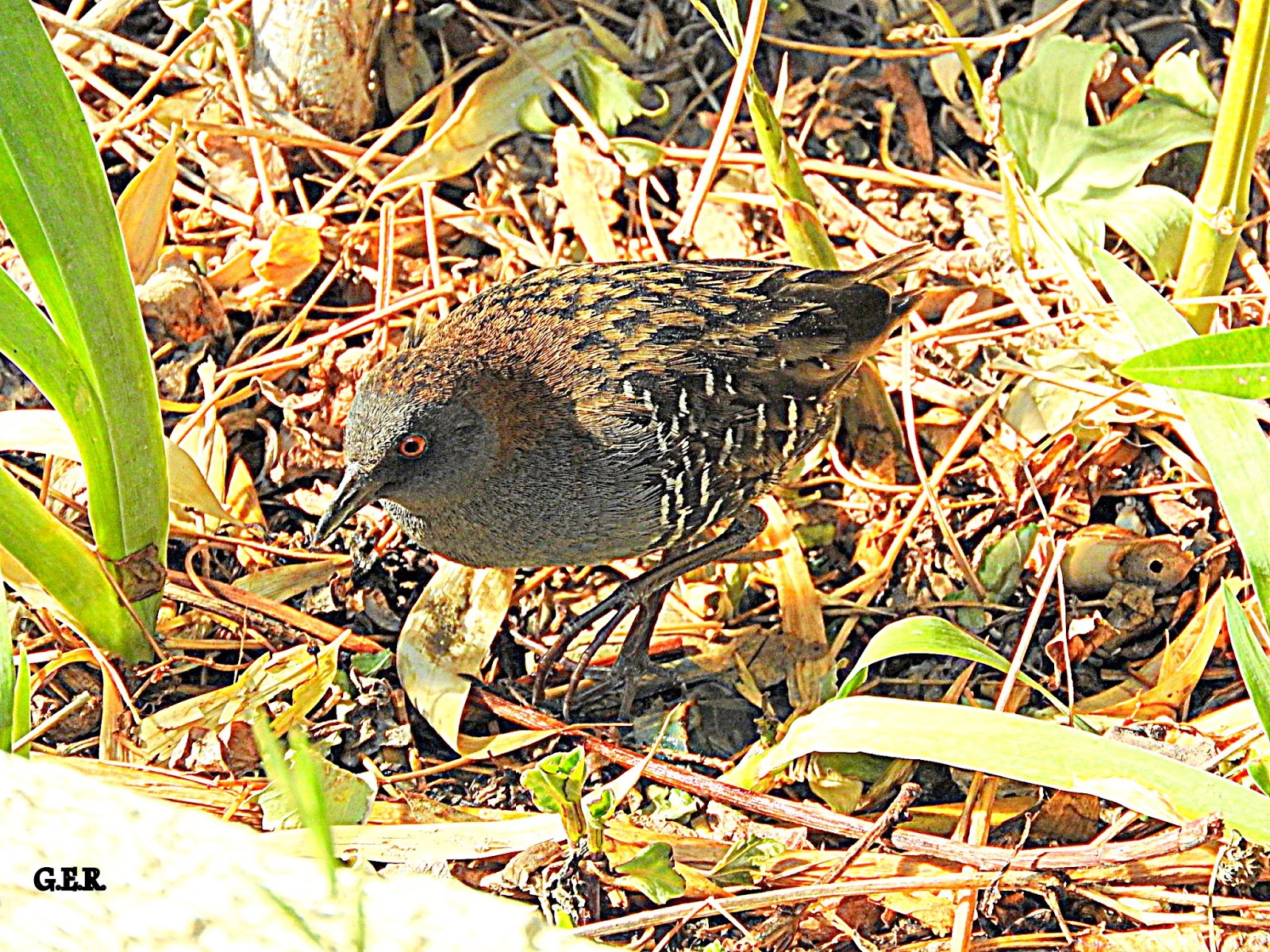 Aves del Golfo San Burrito Negruzco (Porzana spiloptera)