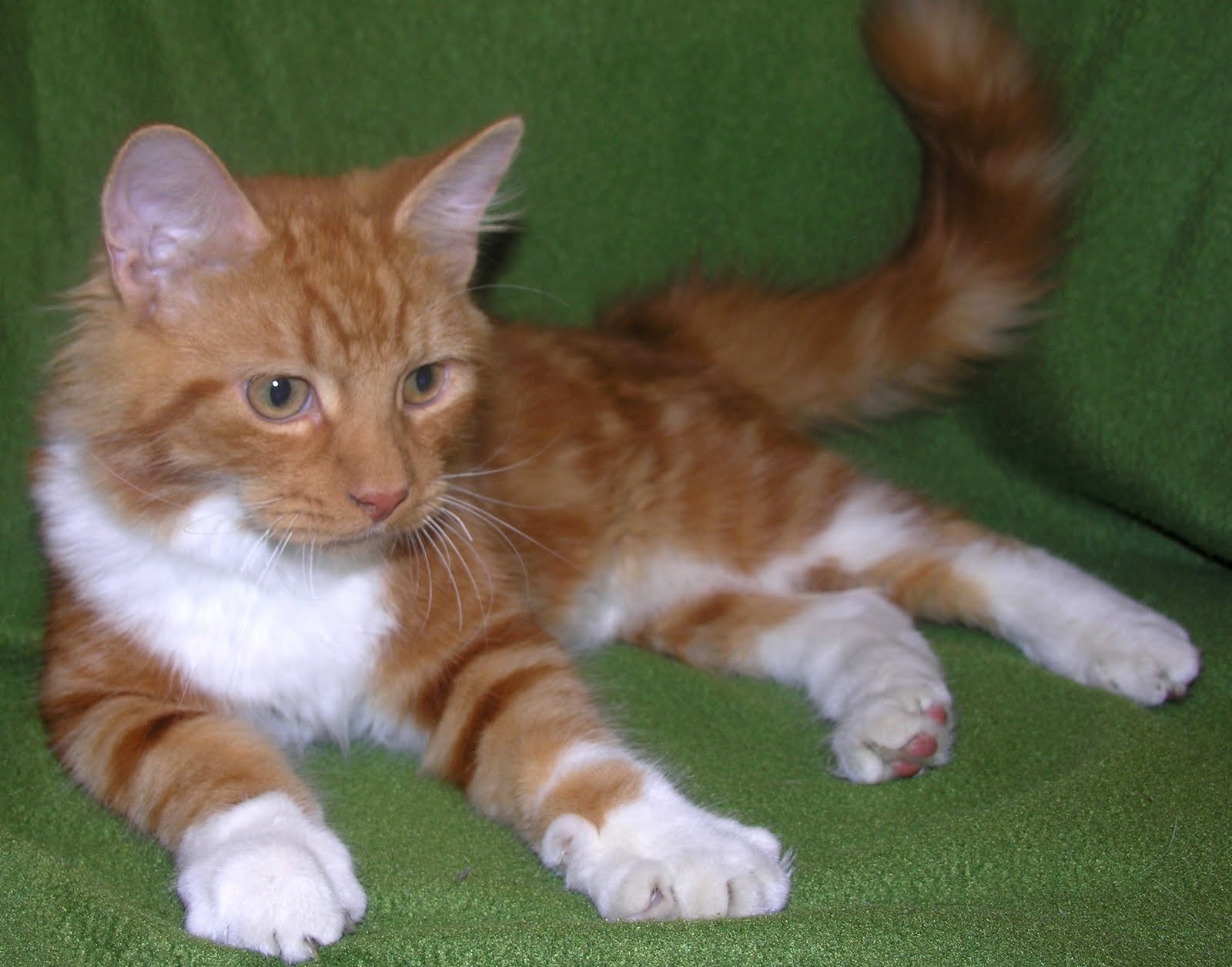 Cape May County Animal Shelter & Adoption Center at PetSmart in Rio