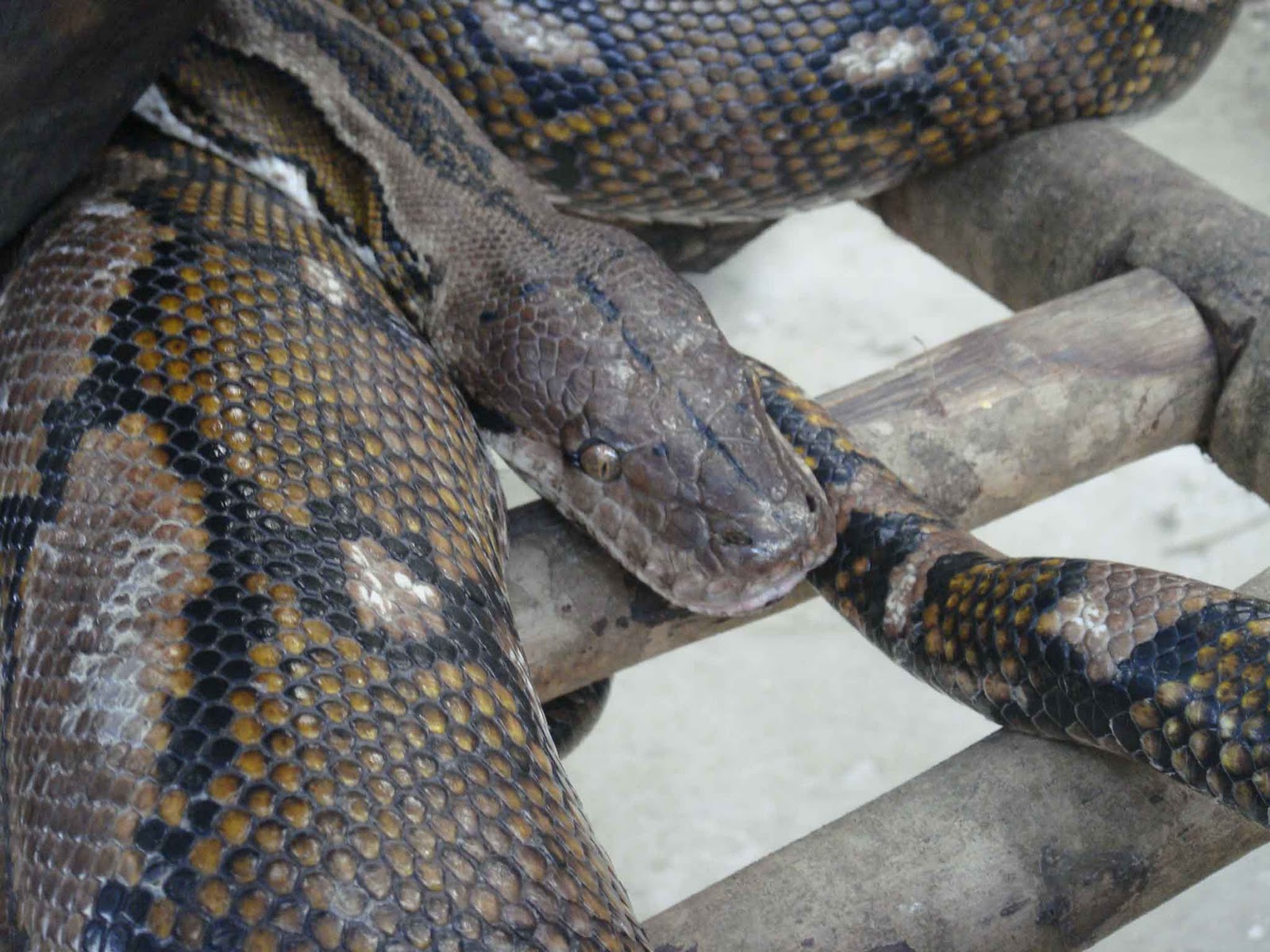 Reticulated Python Size – What is the biggest snake in the world? – SKZZY