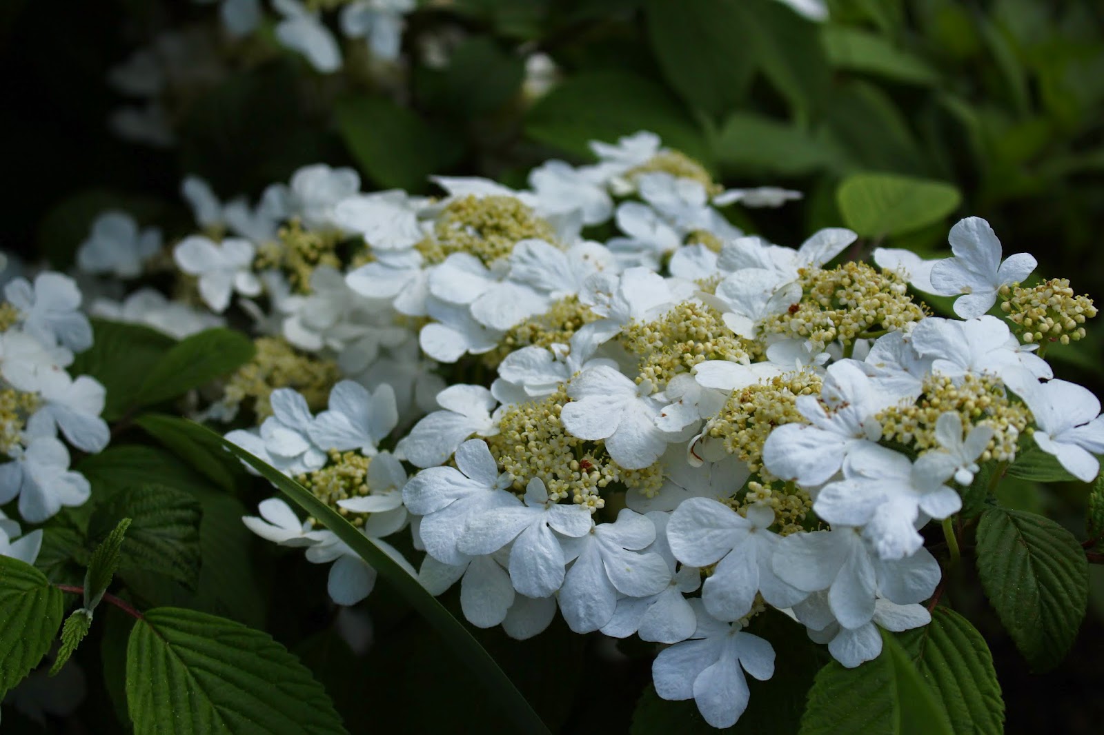 Roses Du Jardin Cheneland Viburnum Plicatum Mariesii