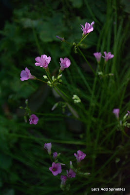 Oxalis, Pinks