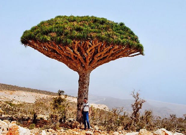 Pulau Socotra Yemen, Pulau yang Didakwa Tempat Dajjal Dirantai Pulau Socotra Yemen, Pulau yang Didakwa Tempat Dajjal Dirantai