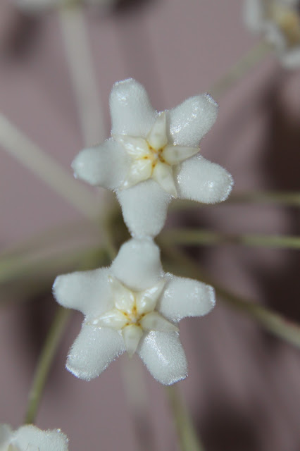 Hoyapassion: Hoya monetteae - kwitnąca premiera