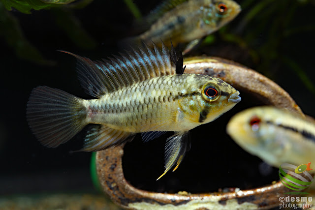 Apistogramma sp. pacman, F1