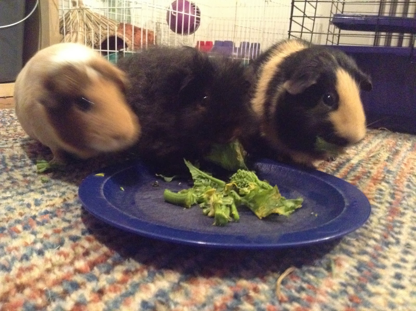 Cavy Savvy A Guinea Pig Blog Can Guinea Pigs Eat Broccoli Raab