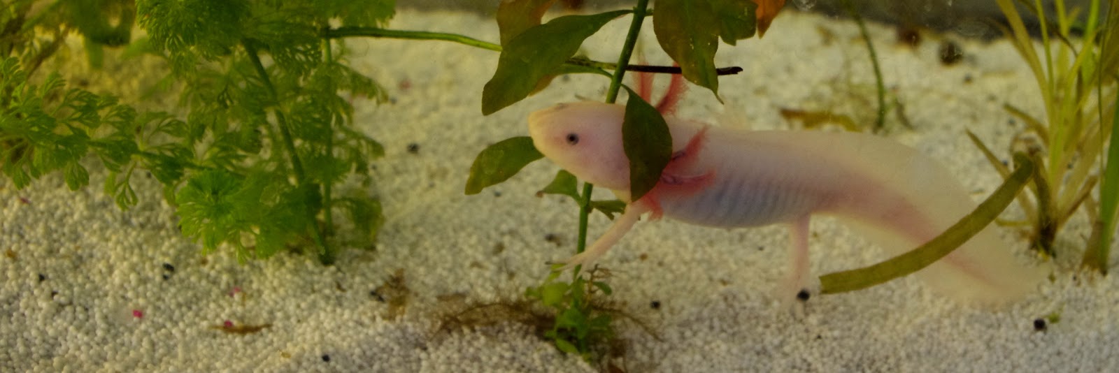 Axolotl