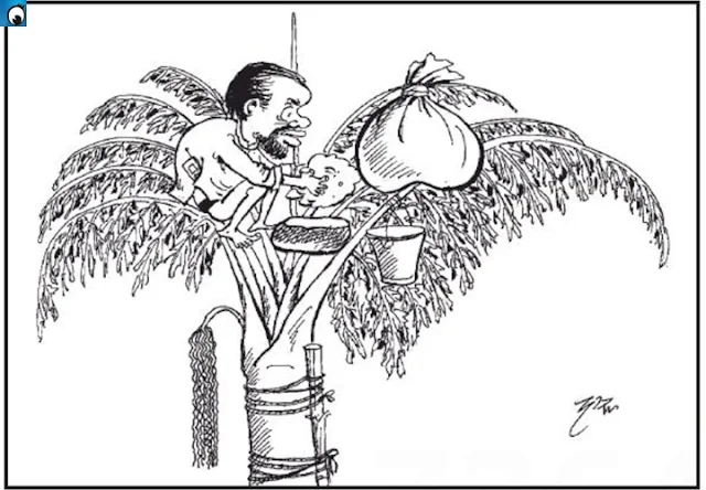 Wimal on a tree top with bucket and bundle of clothes (Friday's cartoon)
