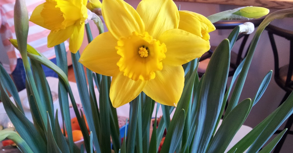 our latest newsletter spring choral concerts 2017 acappella christmas music
