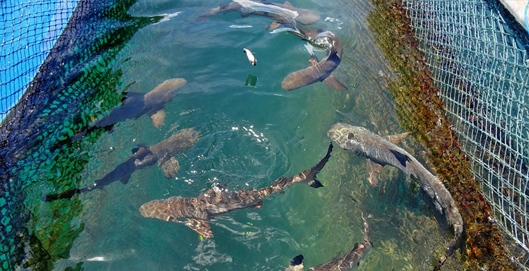 Shark Island