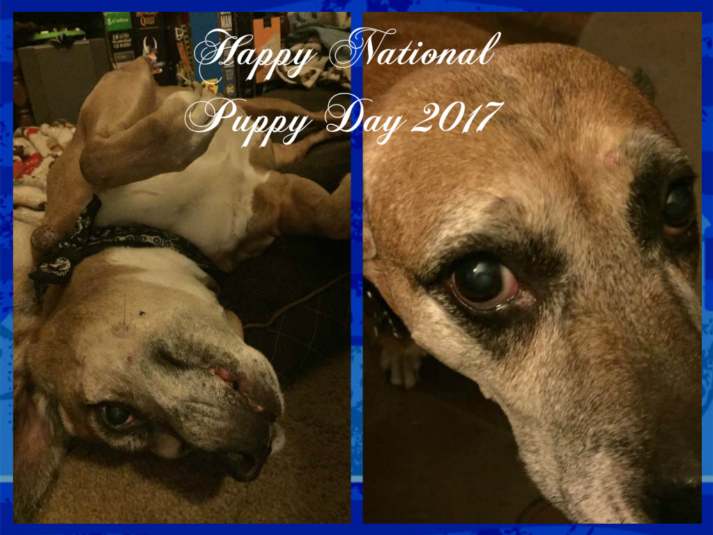 Moments of Introspection Happy National Puppy Day 2017