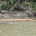 Log Rafts on Ecuador’s Rio Napo