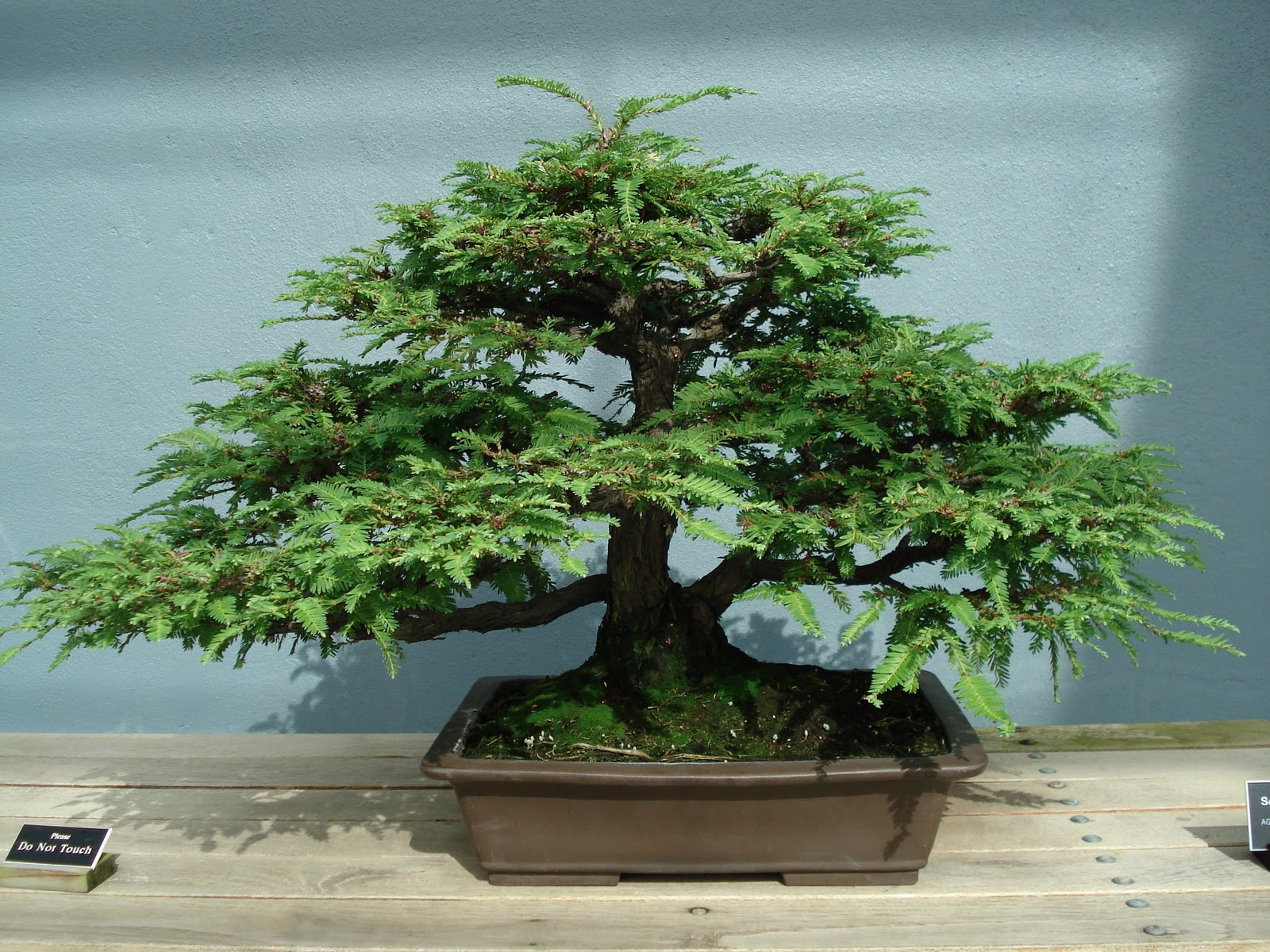 World's Smallest Plants Bonsai Trees Images, Pictures, HD Wallpapers