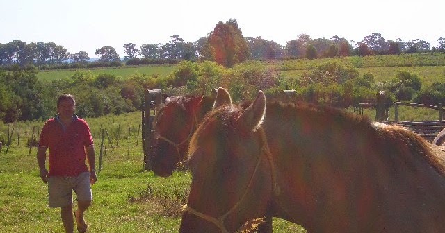 Ecuestre caballo o pony rosa heno heno Alimentador de esquina bar Nuevo * haybar