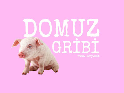 domuz gribi nedir nasil bulasir domuz gribinden korunma yollari