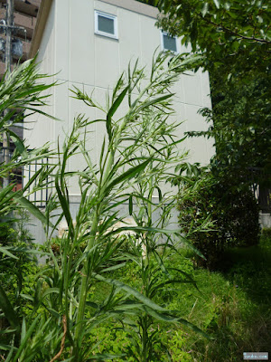 高く伸びる雑草 高く伸びる雑草