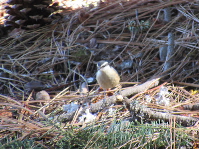 Red-breasted Nuthatch