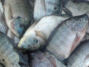 Cara Lengkap Dan Mudah Budidaya Ikan Nila Menurut Para Ahli