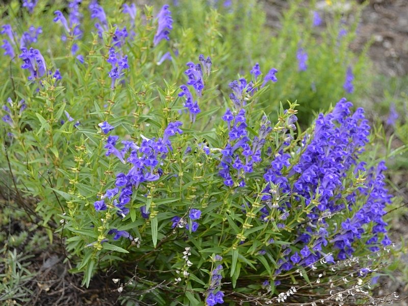 Энциклопедия Тетерева: Шлемник - Scutellaria