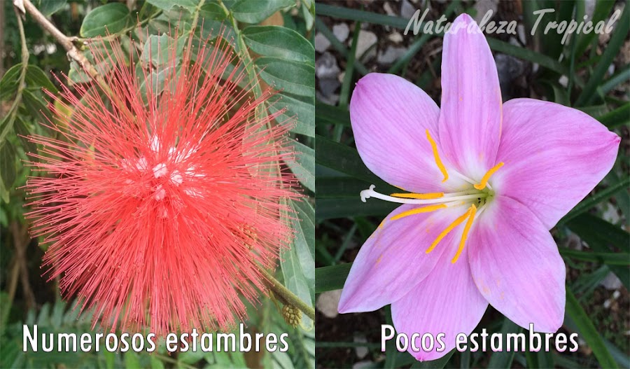 Diferencias en número de estambres en flores 