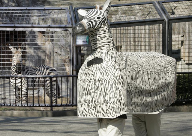 Ueno Zoo in Tokyo. Practice drill for escaped animal 2015. Two zoo employees in a zebra costume stand by the real zebra pen while a real zebra checks out the costume. The Zoo Houdinis and other stories. marchmatron.com Ueno Zoo in Tokyo. Practice drill for escaped animal 2015. Two zoo employees in a zebra costume stand by the real zebra pen while a real zebra checks out the costume. The Zoo Houdinis and other stories. marchmatron.com