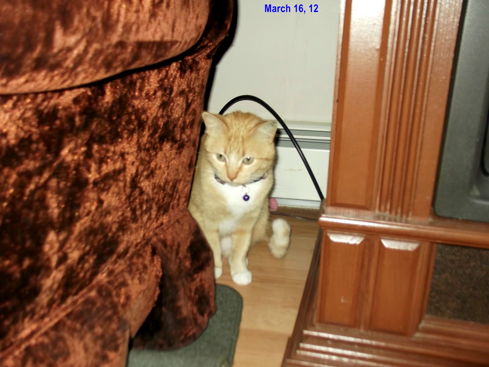 Cat Collar with BellCats and Their Mews Cat Collar With Bell