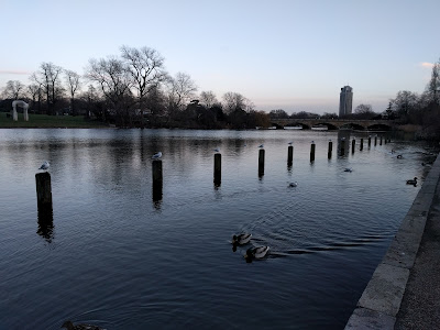 seagulls in hyde park by the long water