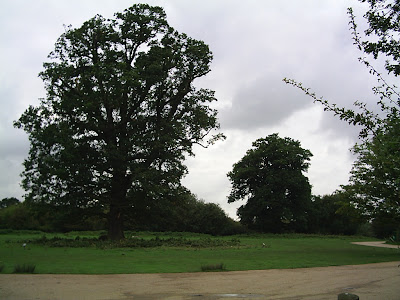 Trees in Essex, England