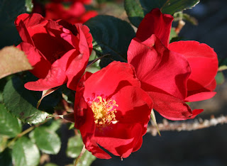 'Robusta'