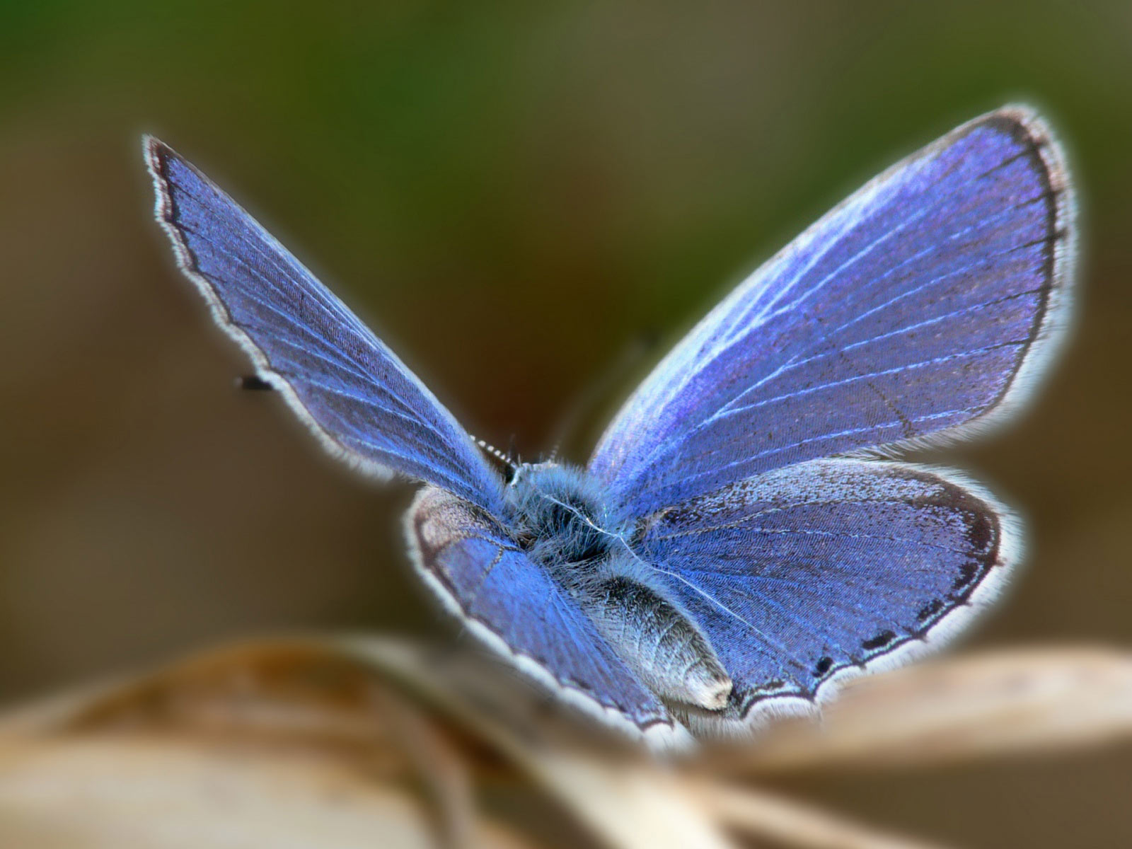 Xerces Blue Butterfly Insects Morphology