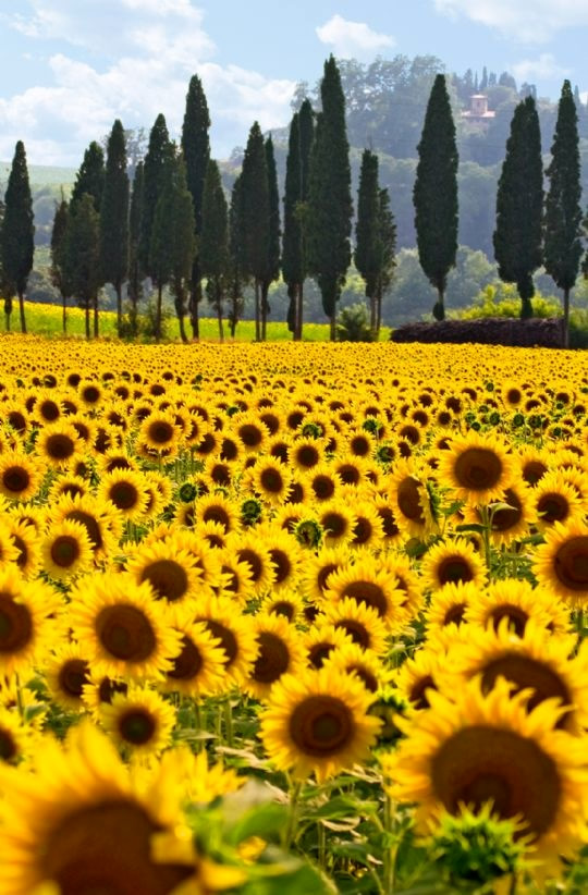 Plant Life: Heliotropism