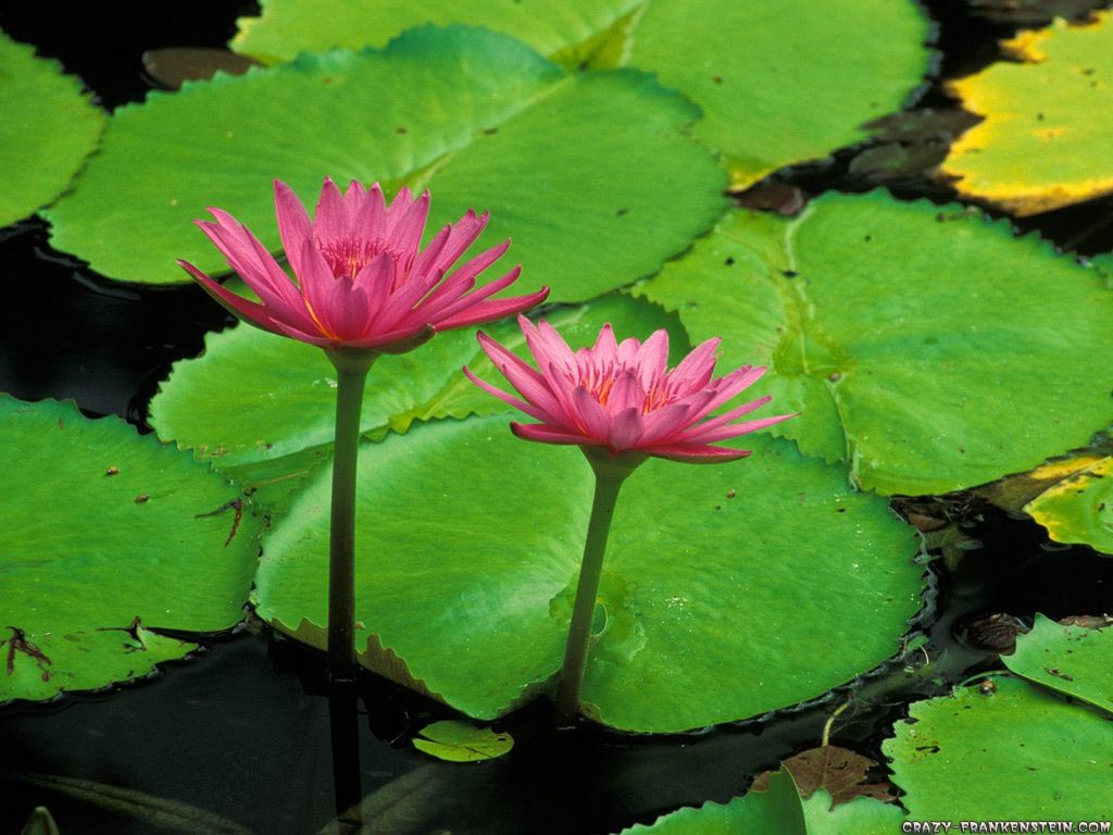 Wallpaper: Water lily wallpaper|wallpaper Water lily flower|Water lily ...