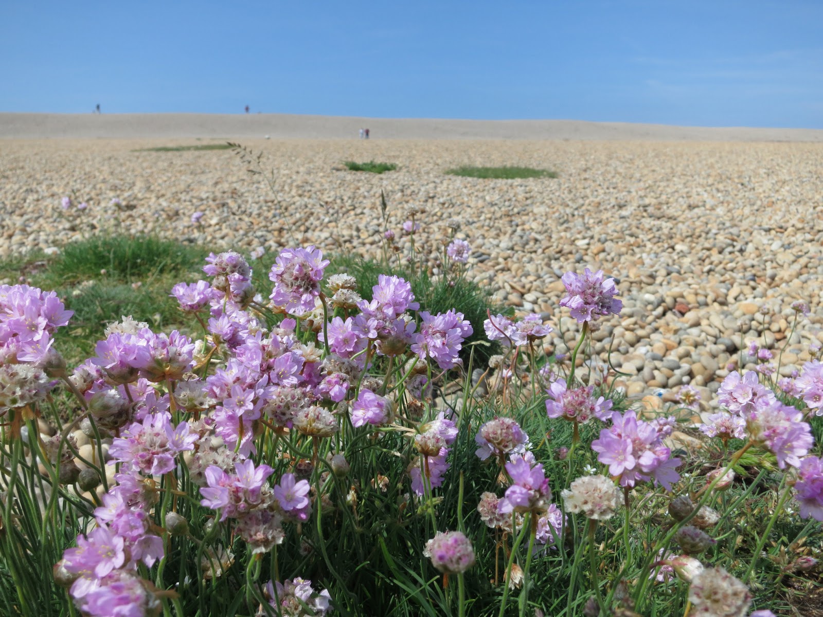 People walking up Chesil Beach from the Nature Centre. June 1st 2014.