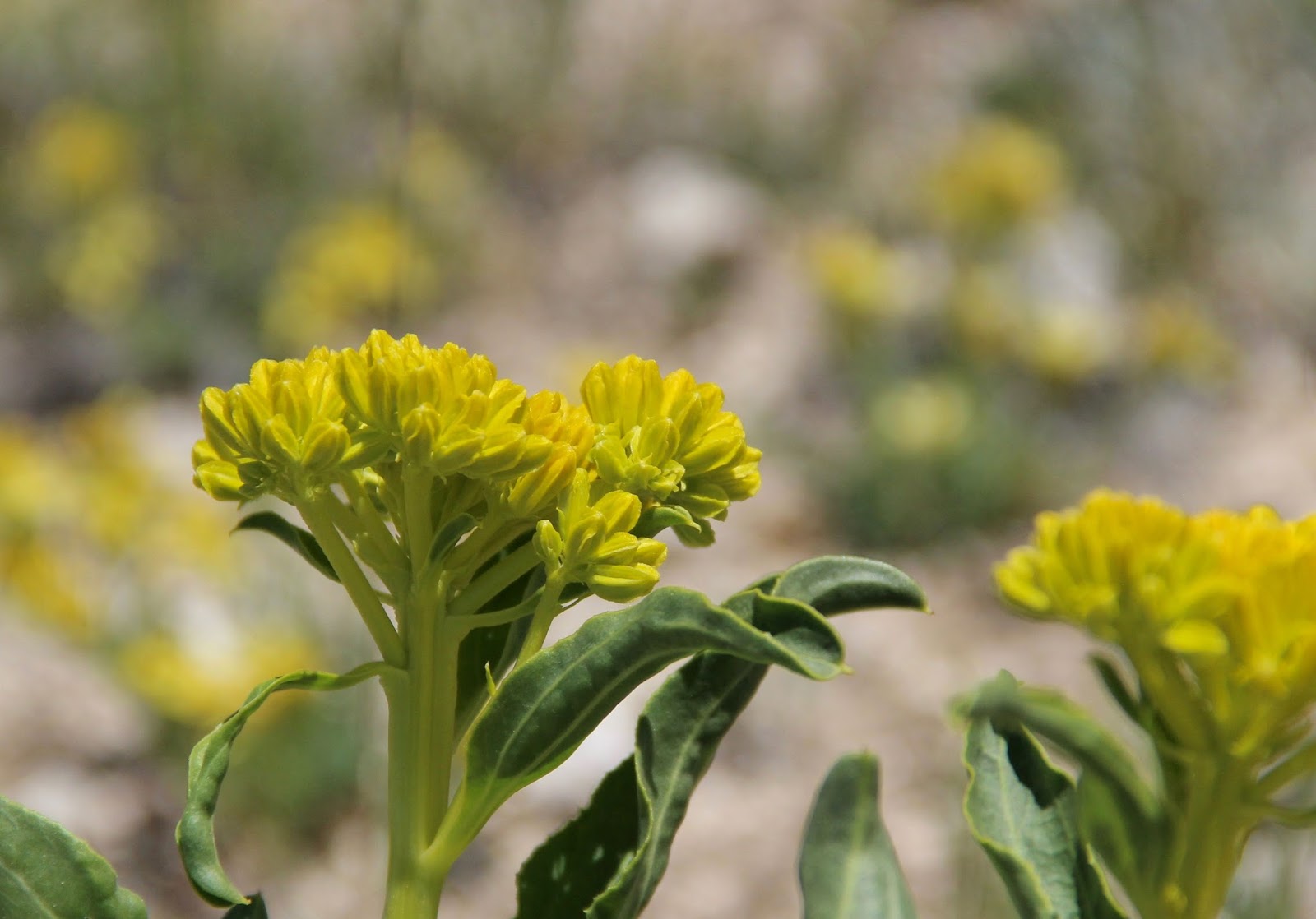 In the Company of Plants and Rocks Yermoa flamboyant and mysterious