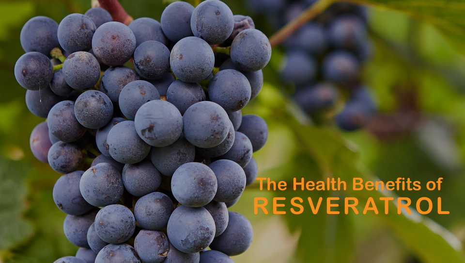 Wine Reviews For The Average Wine lover The Desert Wine Guy What's