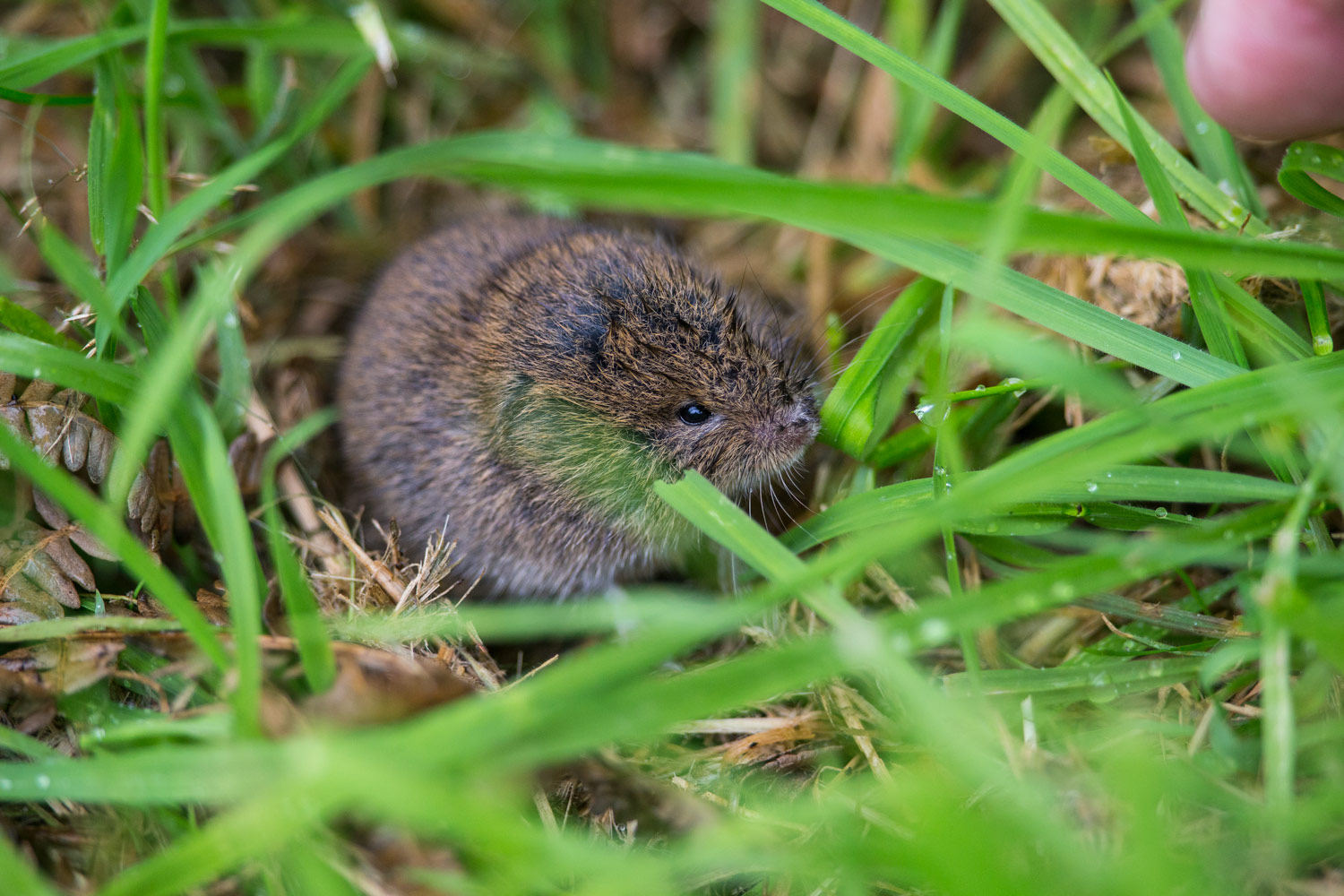 Darley Dale Wildlife Bank Vole feeding in the open