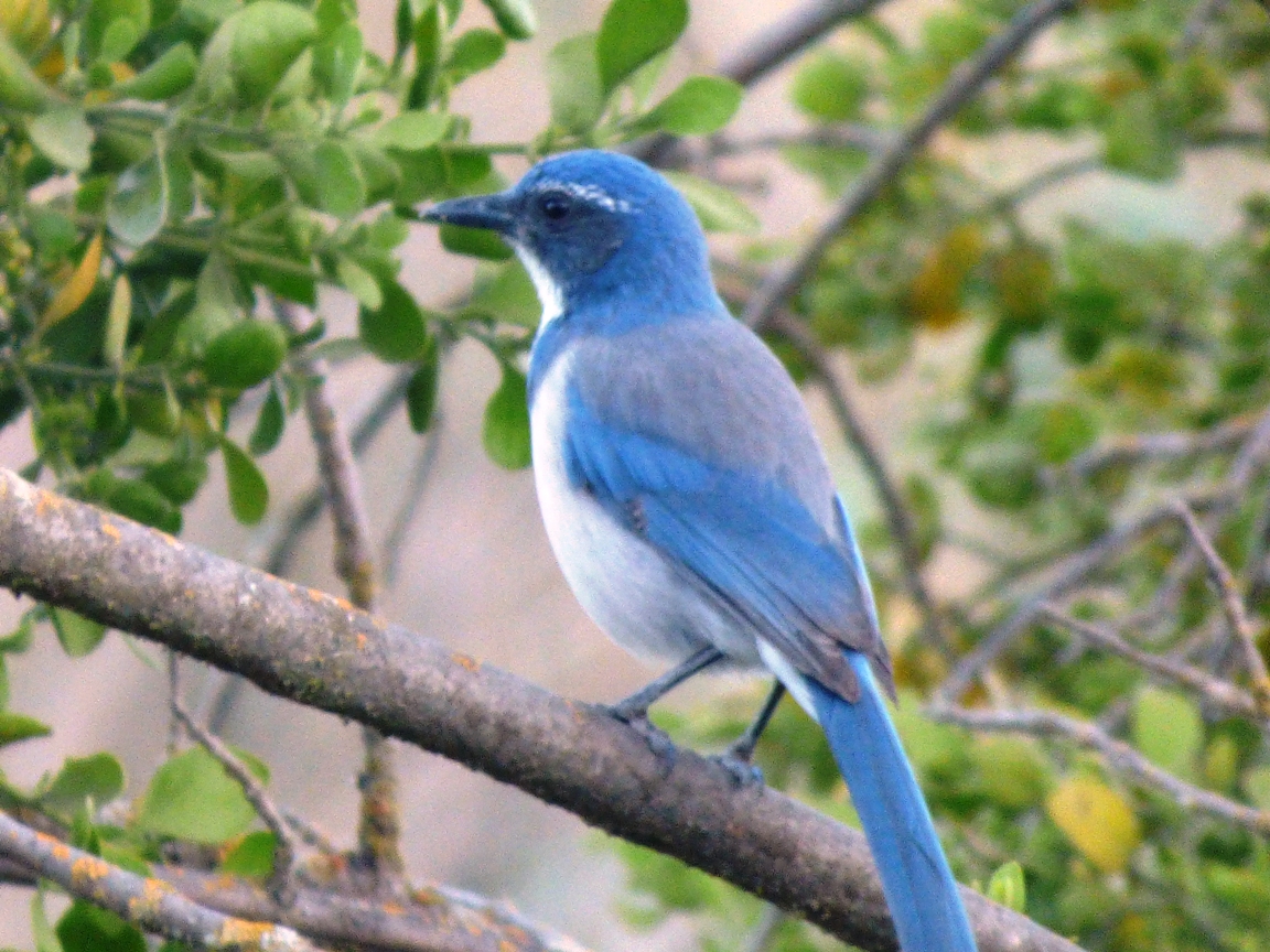 Geotripper&rsquo;s California Birds: It&rsquo;s Jay Day! But Don&rsquo;t Call Us &ldquo;Blue