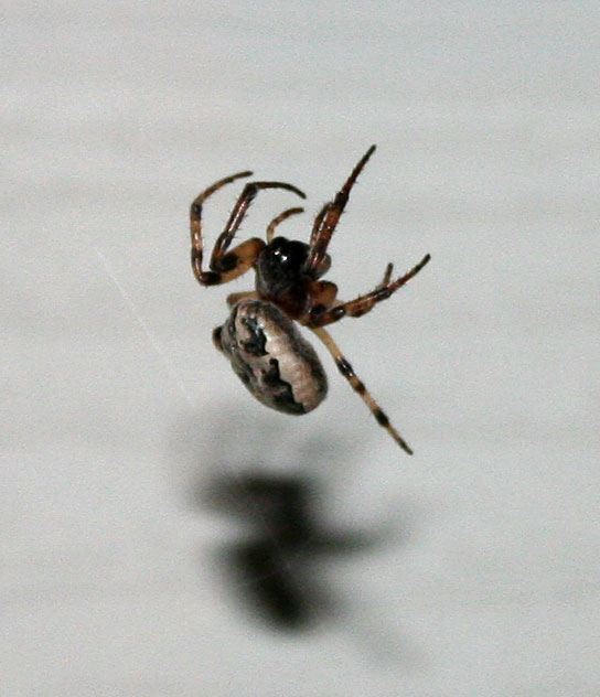 Poppular Photography Furrow Spiders