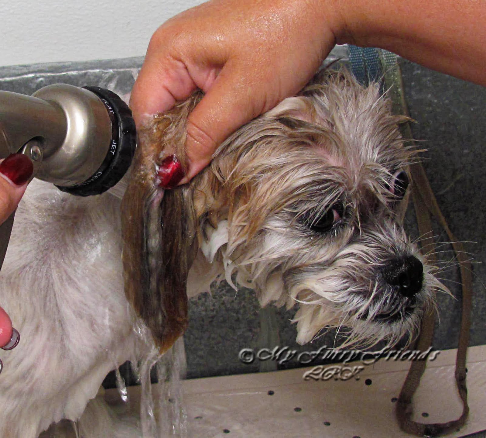 Pet Grooming The Good, The Bad, & The Furry Answers to Questions 110