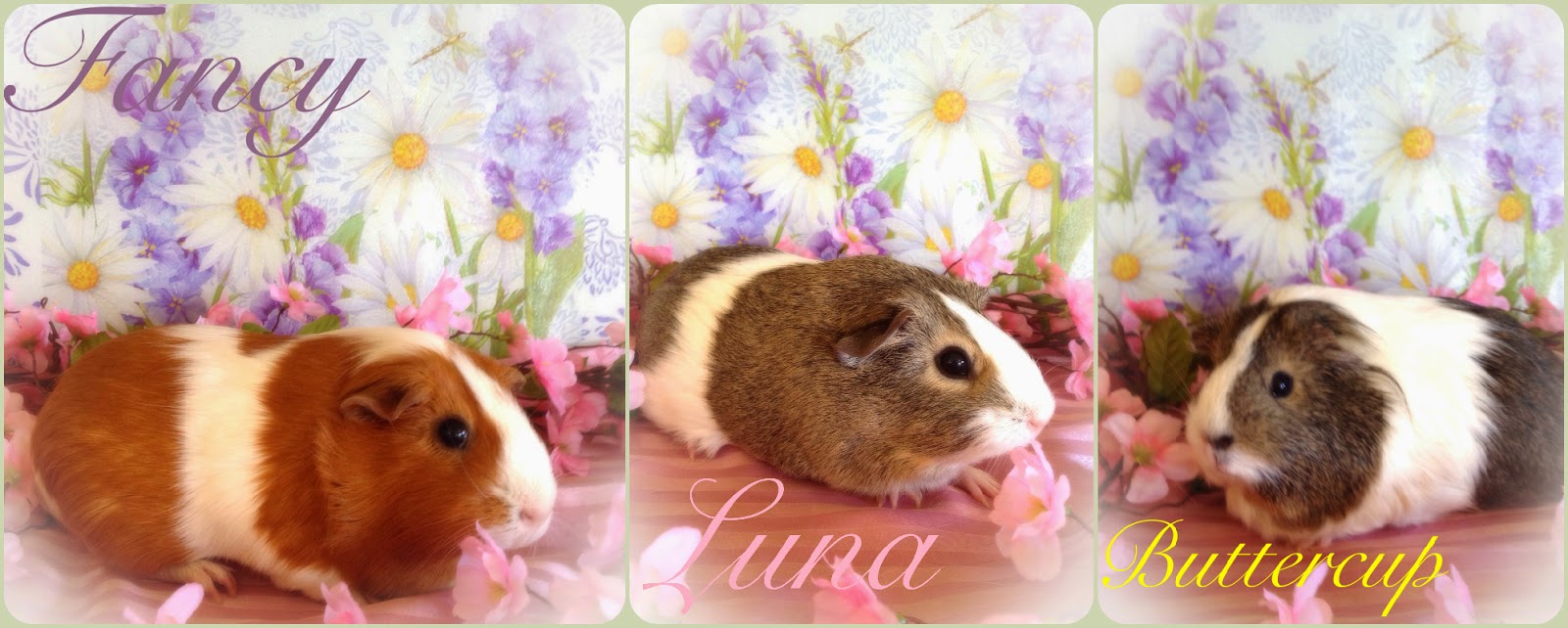 Happily Ever After How to Clean a Midwest Guinea Pig Cage with Fleece