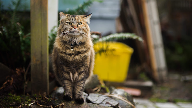 Beautiful Cat